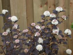 Physocarpus opulifolius 'Monlo' — photo 2