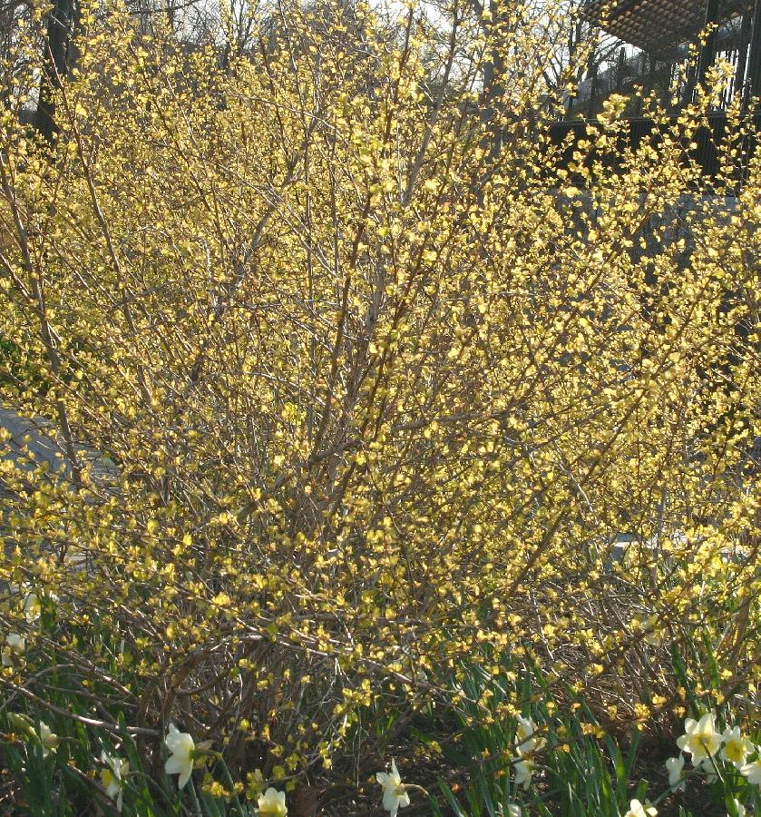 Physocarpus opulifolius Nugget