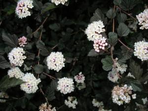 Physocarpus opulifolius 'Seward'