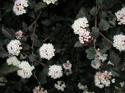 Physocarpus opulifolius 'Seward' — photo 1