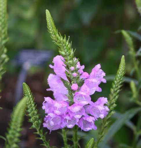 Physostegia virginiana 'Vivid'