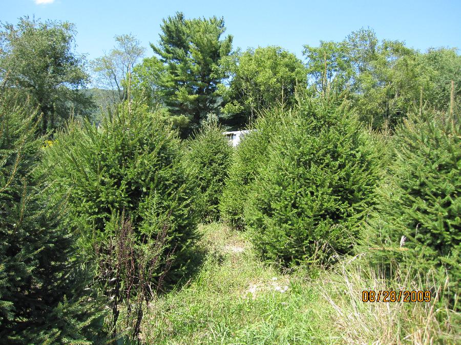 Picea abies 'Repens'