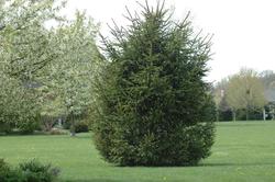 Picea abies 'Repens' — photo 2