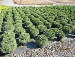 Picea abies 'Little Gem' — photo 1