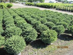 Picea abies 'Pumila' — photo 1
