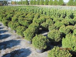 Picea abies 'Pumila' — photo 2