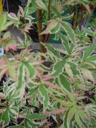 Acer palmatum 'Butterfly' — photo 1