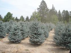Picea pungens 'Fat Albert' — photo 1