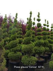 Picea glauca 'Conica' — photo 1