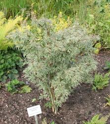 Acer palmatum 'Butterfly' — photo 2