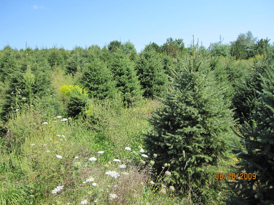 Picea glauca 'Densata'
