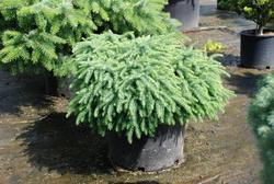 Picea mariana 'Nana' — photo 1