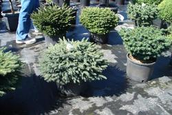 Picea mariana 'Nana' — photo 2