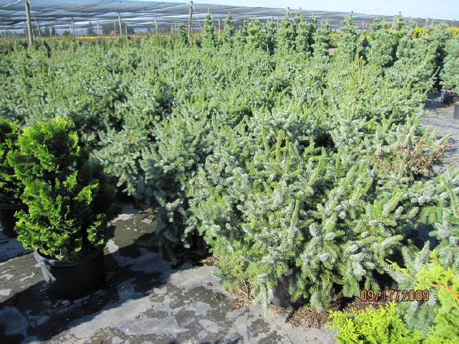 Picea omorika Expansa
