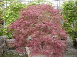 Acer palmatum dissectum 'Ever Red'' — photo 1