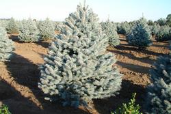 Picea pungens 'Bizon Blue' — photo 1
