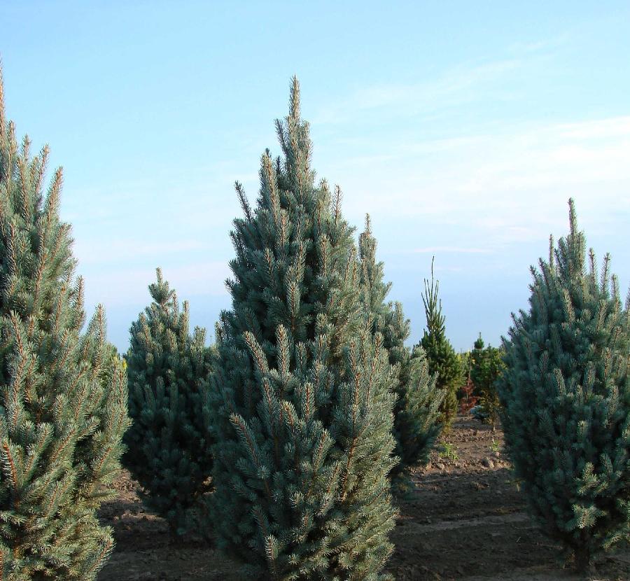 Picea pungens 'Bob's Blue'