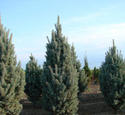 Picea pungens 'Bob's Blue' — photo 1
