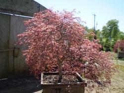 Acer palmatum dissectum 'Ever Red'' — photo 2
