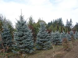 Picea pungens 'Fat Albert' — photo 1