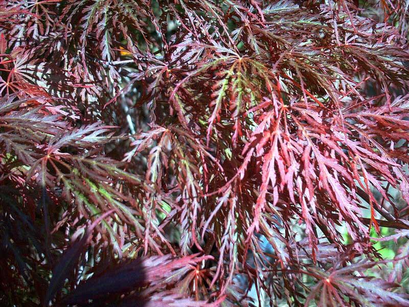 Acer palmatum dissectum 'Red Select' — photo 1