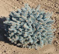 Picea pungens 'Globosa' — photo 1