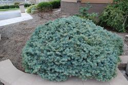 Picea pungens 'Globosa' — photo 2