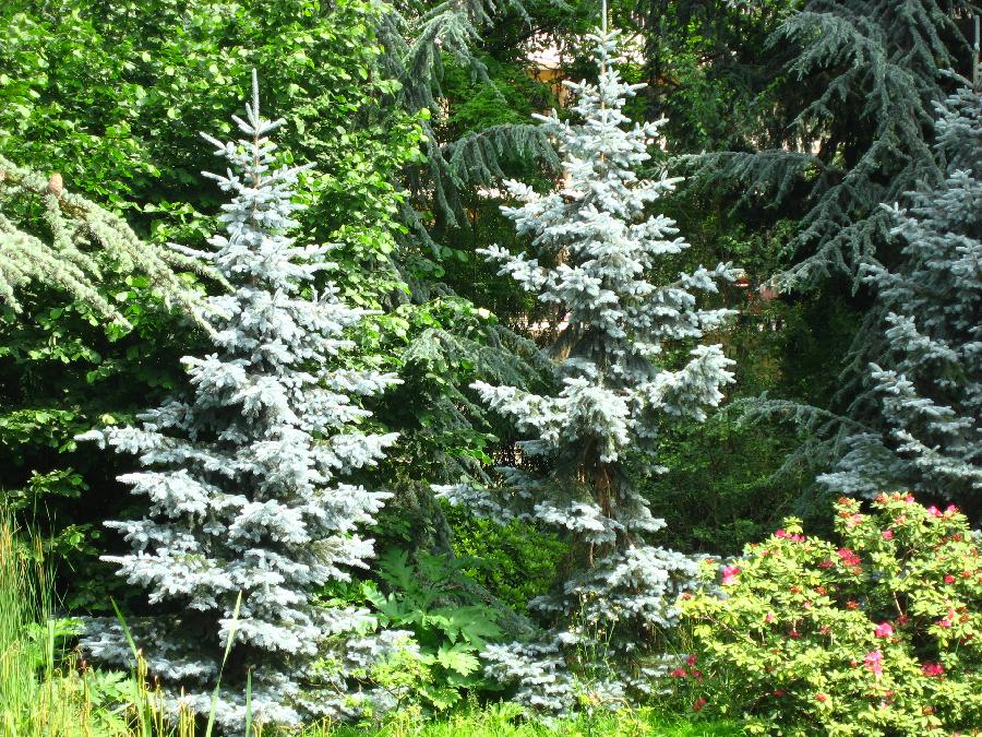 Picea pungens Kosteri