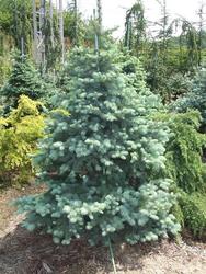 Picea pungens Kosteri — photo 2