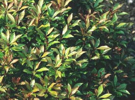 Pieris japonica Bisbees Dwarf — photo 1