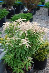 Pieris 'Brouwer's Beauty' — photo 2