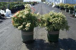 Pieris japonica 'Prelude' — photo 1