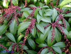 Pieris japonica Shojo — photo 1