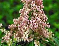 Pieris japonica 'Valley Rose' — photo 1