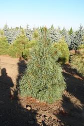 Pinus koraiensis Jack Korbit — photo 1