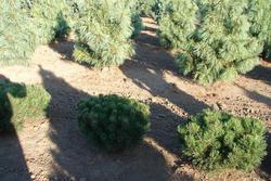 Pinus mugo 'Gnom' — photo 2