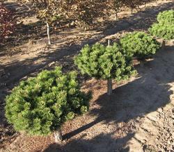 Pinus mugo Prostrata — photo 1