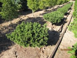 Pinus mugo Prostrata — photo 3