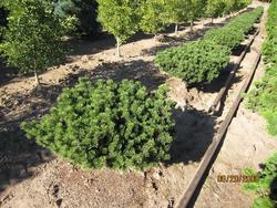 Pinus mugo 'Prostrata Wells' — photo 1