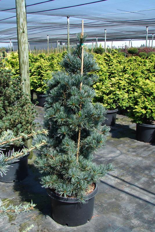 Pinus Parviflora Templehof — photo 1
