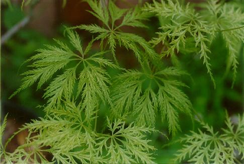 Acer palmatum 'Green Filigree' — photo 1