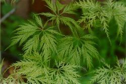 Acer palmatum 'Green Filigree' — photo 1
