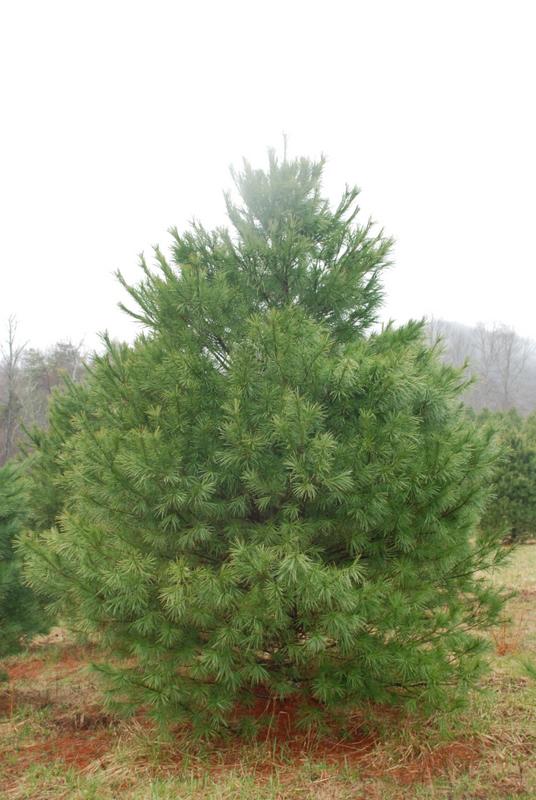 Pinus strobus — photo 1