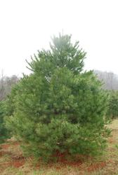 Pinus strobus — photo 1