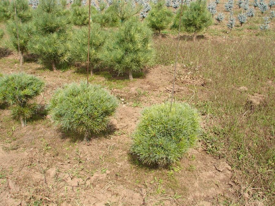 Pinus strobus Blue Shag — photo 1