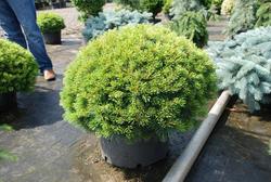 Pinus strobus 'Minuta' — photo 1