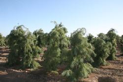 Pinus strobus 'Pendula' — photo 1