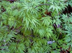 Acer palmatum 'Green Filigree' — photo 2