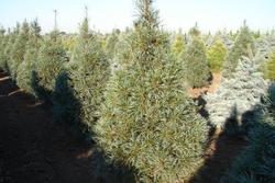 Pinus strobus 'White Mountain' — photo 1