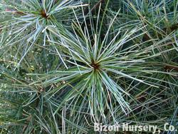 Pinus strobus 'White Mountain' — photo 2